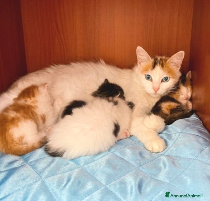 Altre razze gatti Caliko van - Annuncio 18