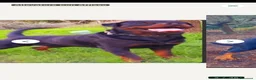 Rottweiler cani in vendita: Cuccioli rottweiler  - Annuncio 3