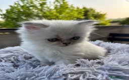 Persiano gatti in vendita: Gattini persiani Chinchilla e Himalayani  a Provincia di Ravenna - Immagine 18