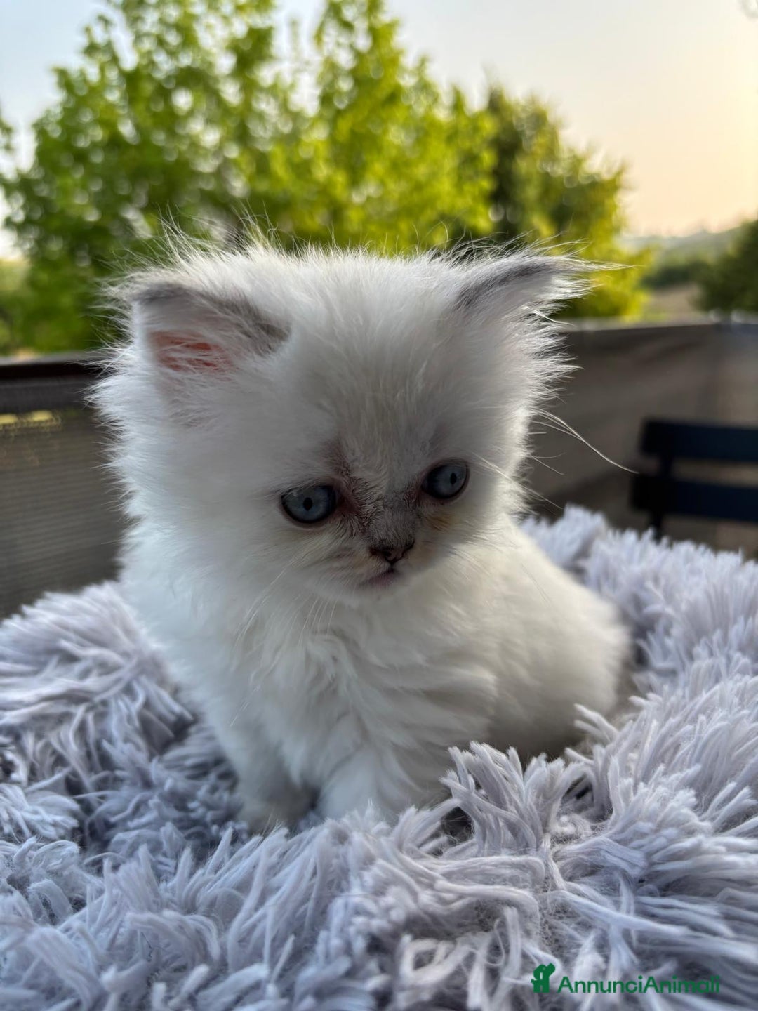 Persiano gatti in vendita: Gattini persiani Chinchilla e Himalayani  a Provincia di Ravenna - Immagine 18