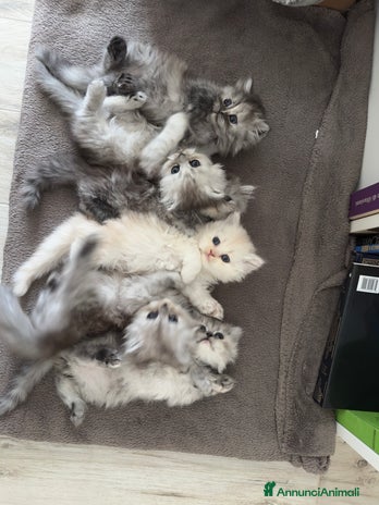 Persiano gatti - Annuncio 11