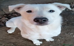 Labrador cani in regalo: Heide meravigliosa derivata labrador in adozione a Provincia di Latina - Immagine 2