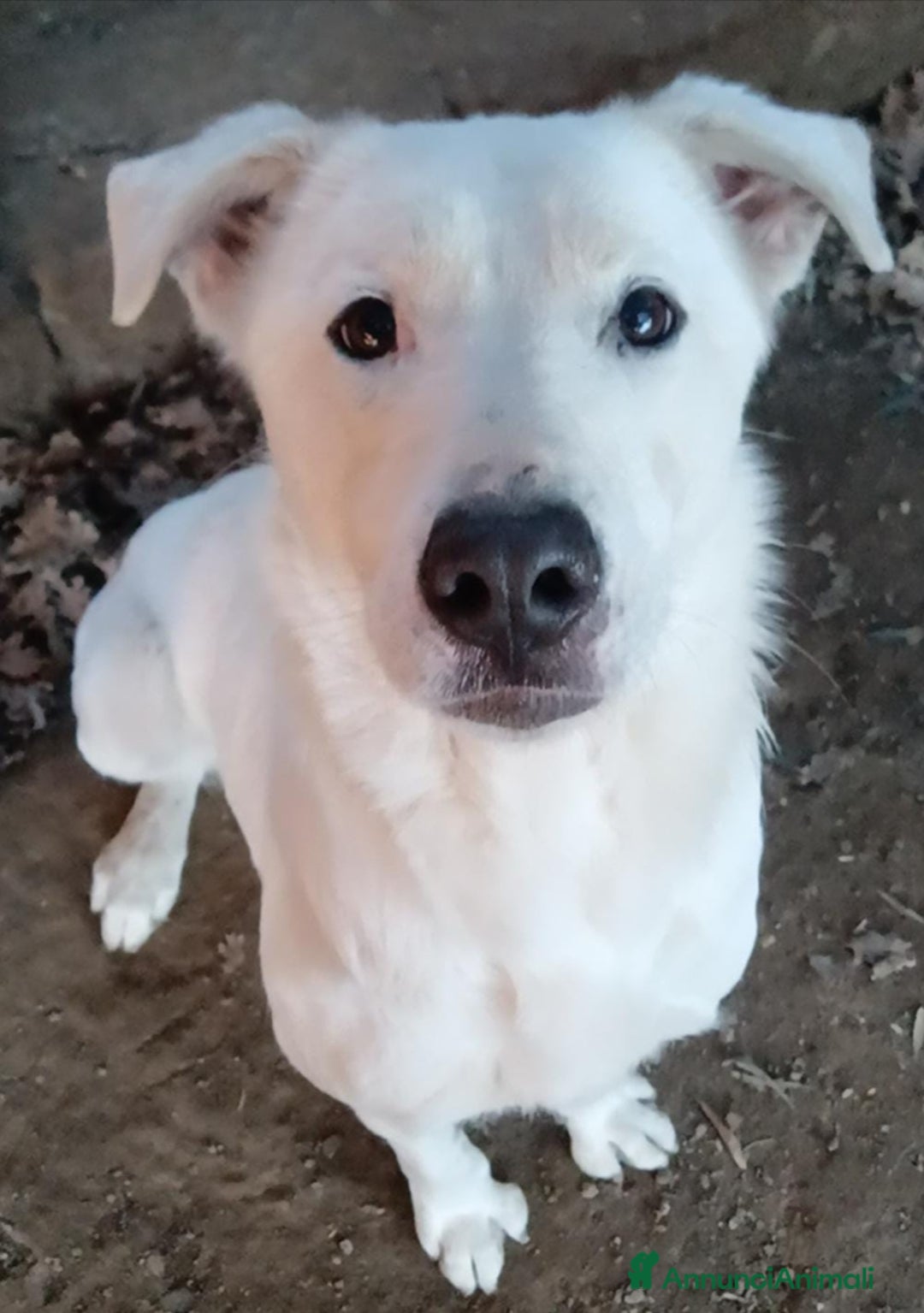 Labrador cani in regalo: Heide meravigliosa derivata labrador in adozione a Provincia di Latina - Immagine 2