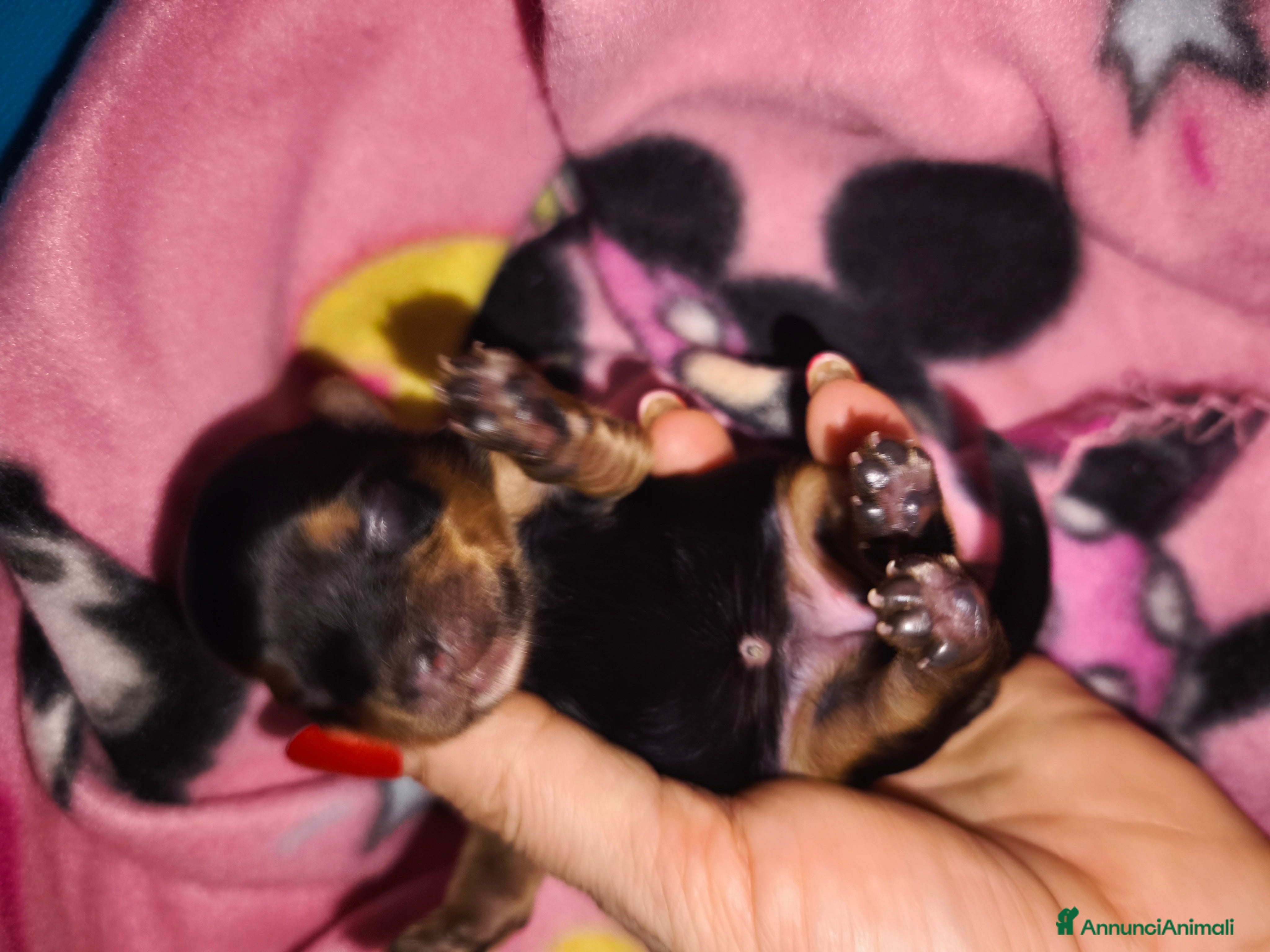 Yorkshire cani Yorkshire toy - Annuncio 2