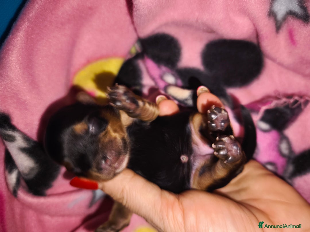 Yorkshire cani in vendita: Yorkshire toy - Annuncio 1