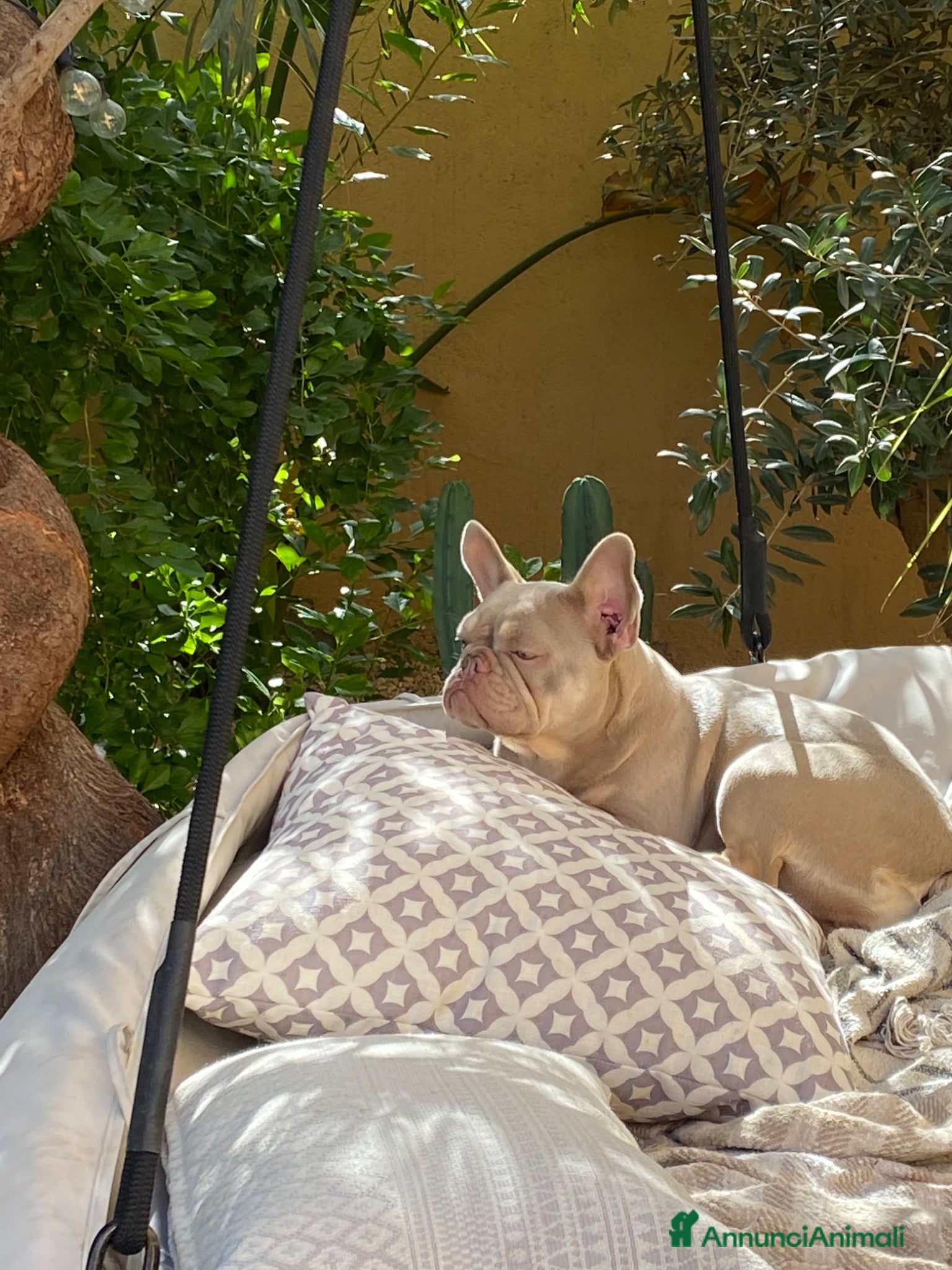 Bulldog Francese cani Splendidi cuccioli Bulldog Francese - Annuncio 1