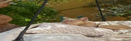 Bulldog Francese cani in vendita: Splendidi cuccioli Bulldog Francese a Provincia di Taranto - Annuncio 1