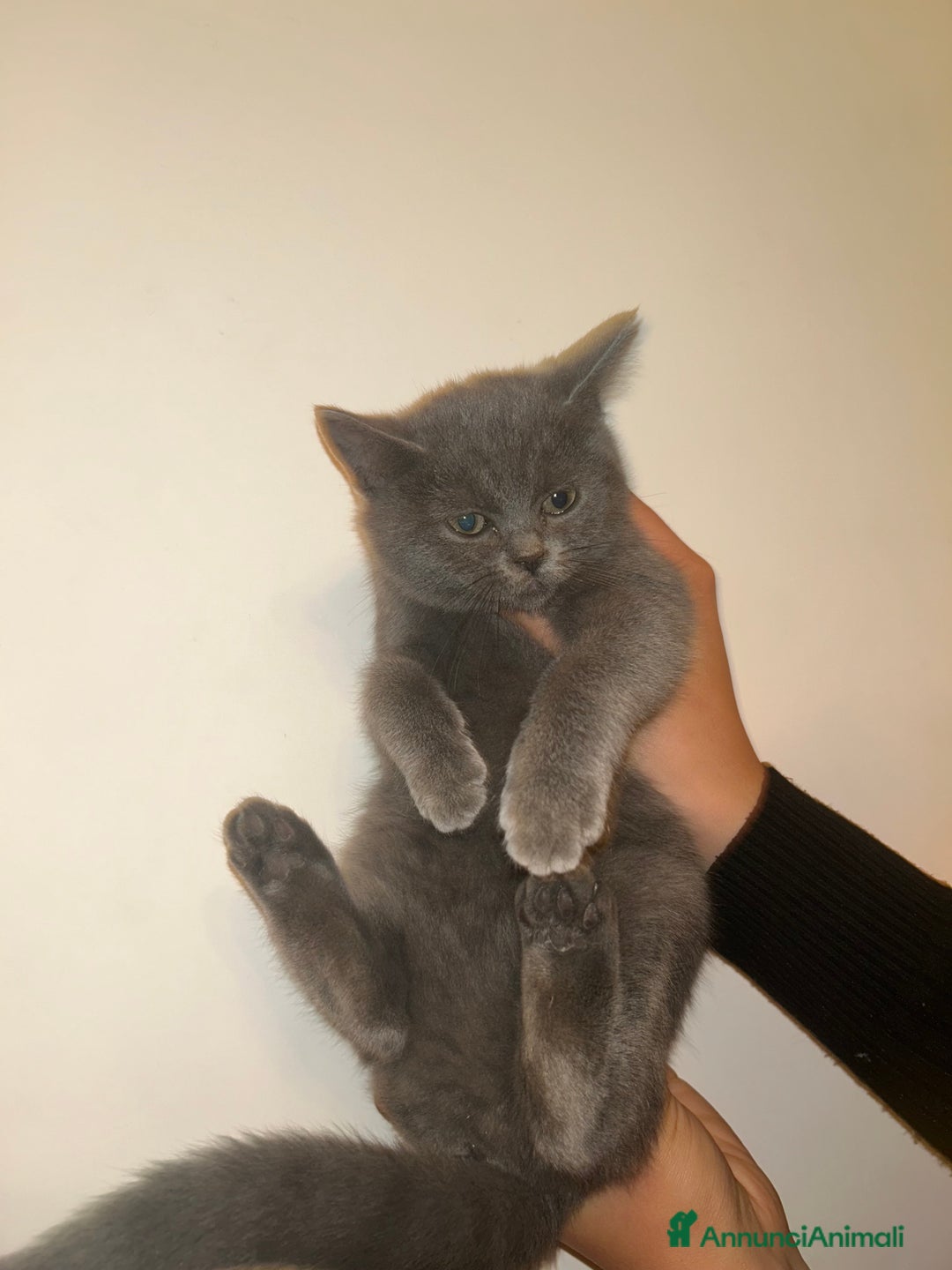 British gatti in vendita: Cuccioli di razza mista Britisch e europeo - Annuncio 4