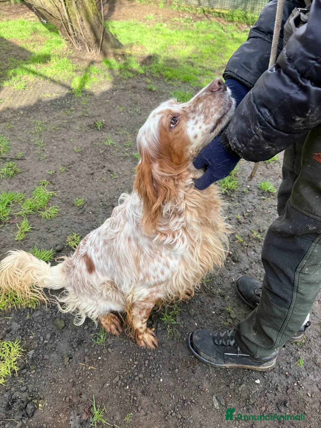 Setter Inglese cani in regalo: Fracco - Annuncio 4