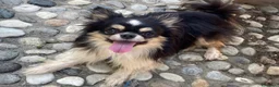 Chihuahua cani in vendita: Giovani chihuahua adulti - Annuncio 2