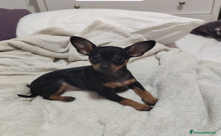 Pinscher Miniatura cani - Annuncio 2