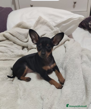 Pinscher Miniatura cani - Annuncio 2