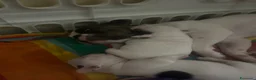 Bulldog Francese cani in vendita: Cucciola di buldolg francese merlee - Annuncio 7