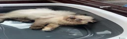 Persiano gatti in vendita: cucciola persiana color point himalaiana - Annuncio 1