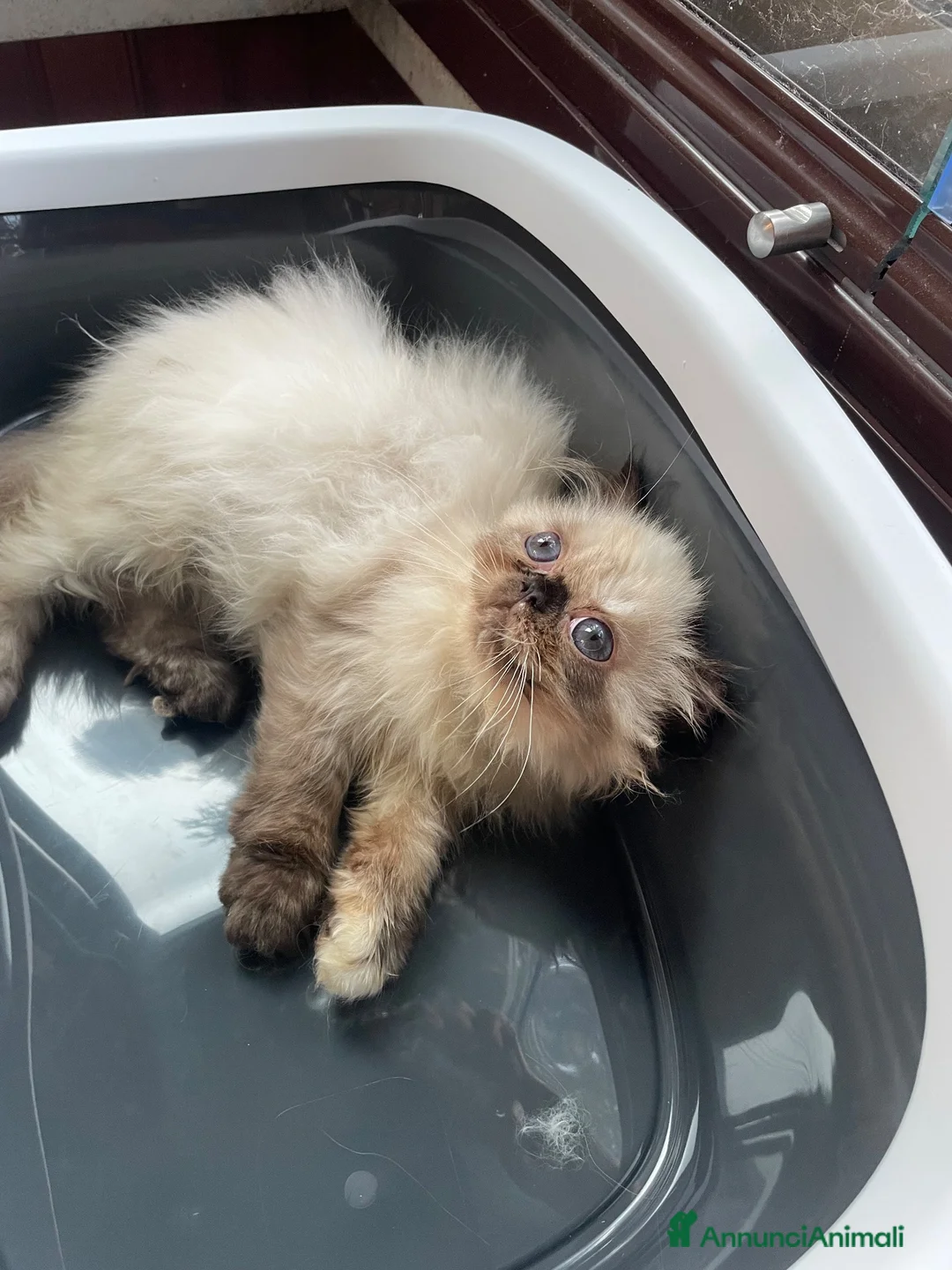 Persiano gatti in vendita: cucciola persiana color point himalaiana - Annuncio 1