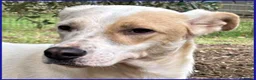 Meticcio cani in regalo: CALU' timidina tg media a Città Metropolitana di Torino - Annuncio 4