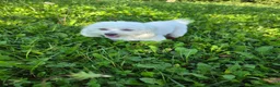 Maltese cani in vendita: Cucciole Maltese - Annuncio 2
