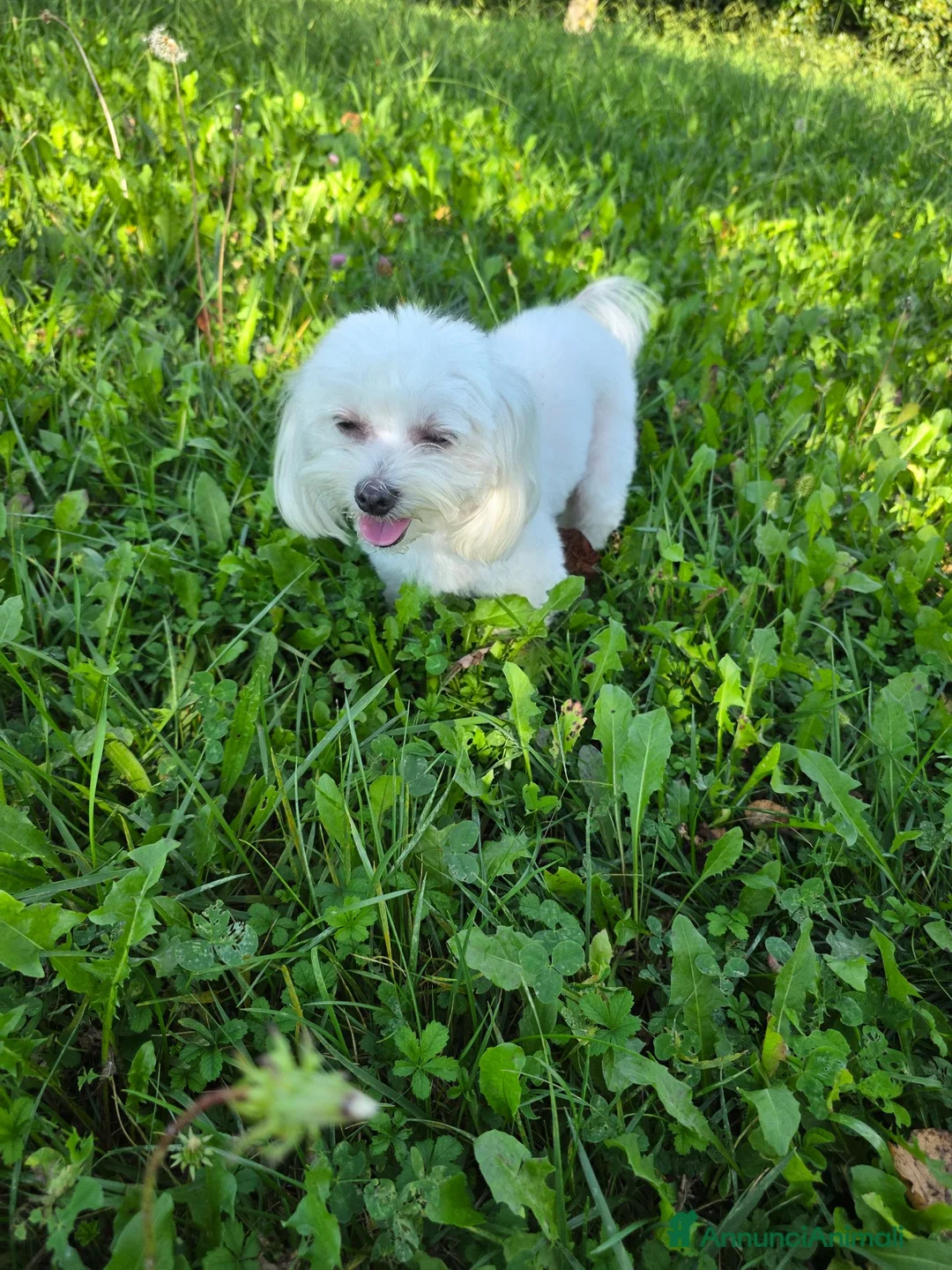 Maltese cani in vendita: Cucciole Maltese - Annuncio 2