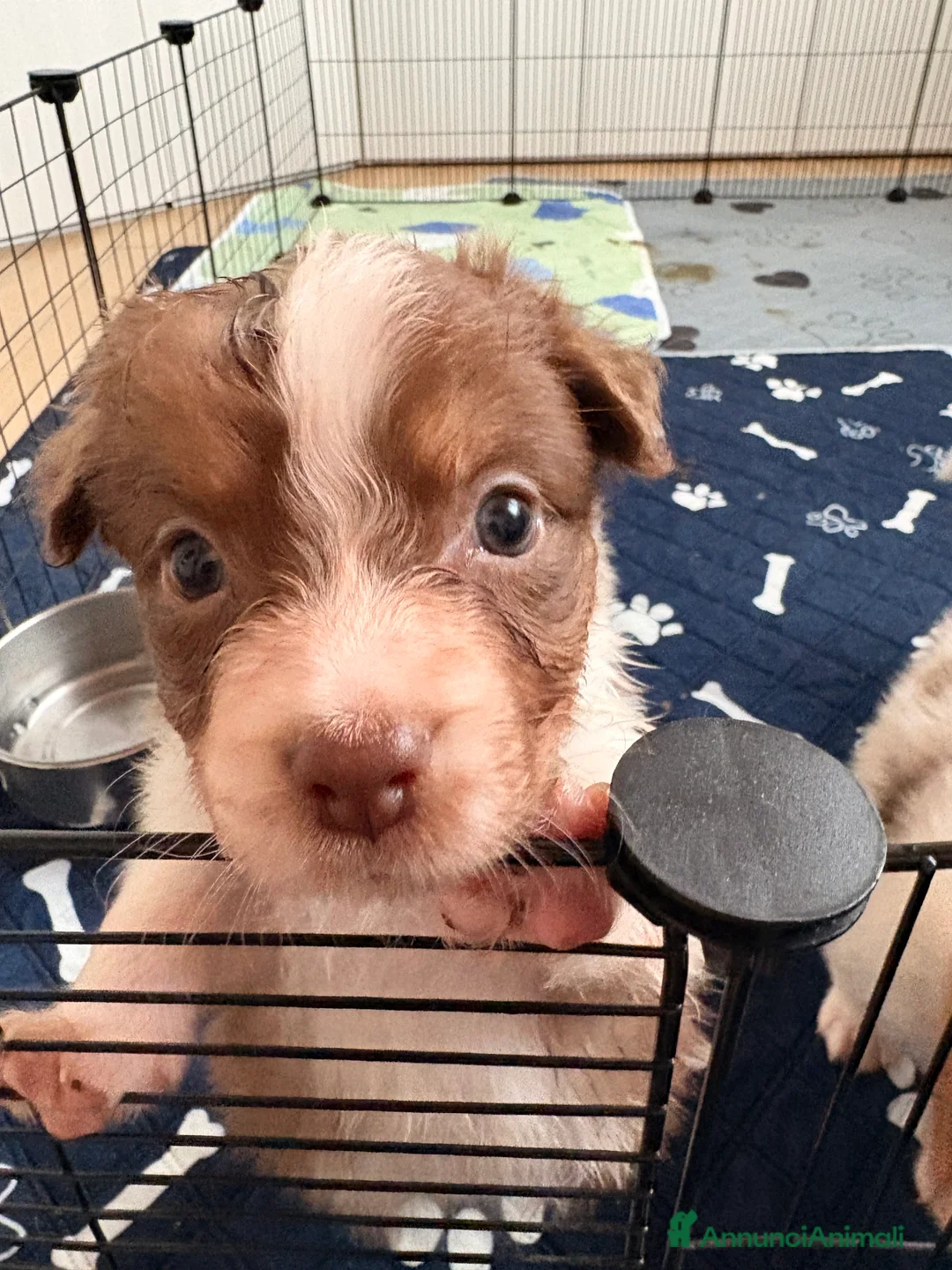 Australian Shepherd cani in vendita: Ultimo cucciolo - Annuncio 5