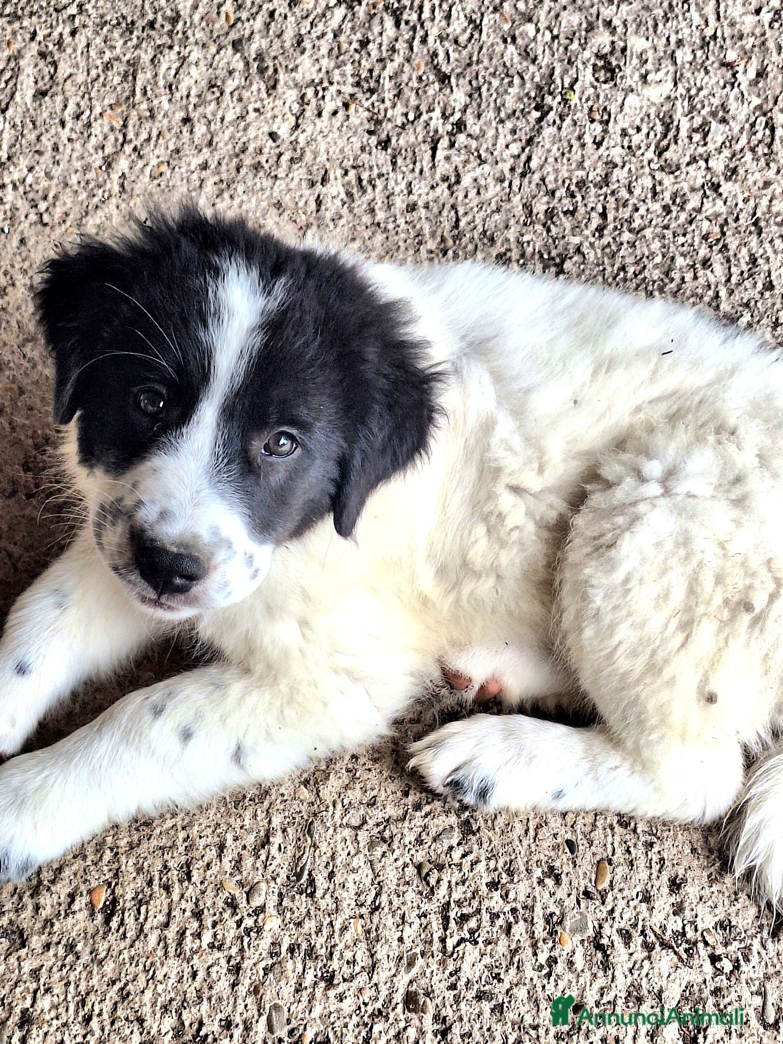 Meticcio cani 🐶Cucciola femmina Pastore Maremmano e dei Pirenei - Annuncio 22