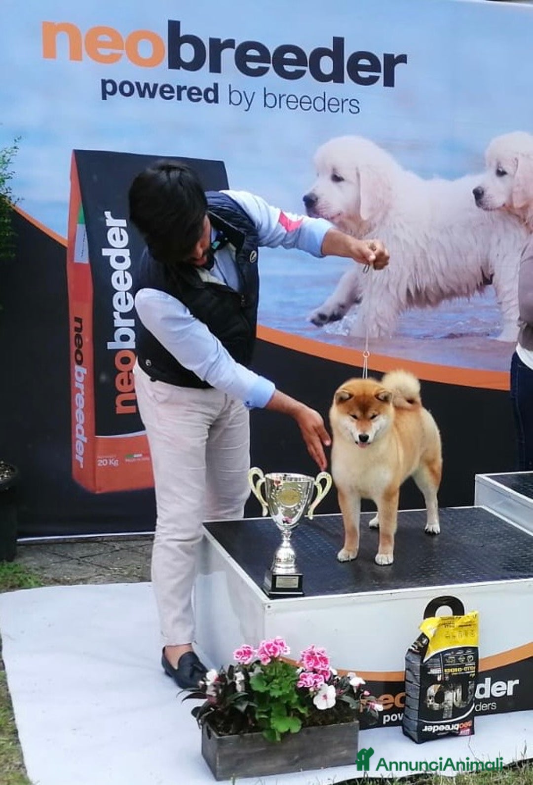 Shiba Inu cani in vendita: Shiba inu cuccioli  - Annuncio 20