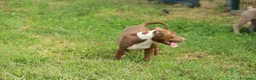 Pitbull cani in vendita: Cuccioli di Pit Bull anche a rate - Annuncio 19