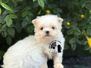 Maltese cani Maltese Trequartidiluna - Annuncio 1