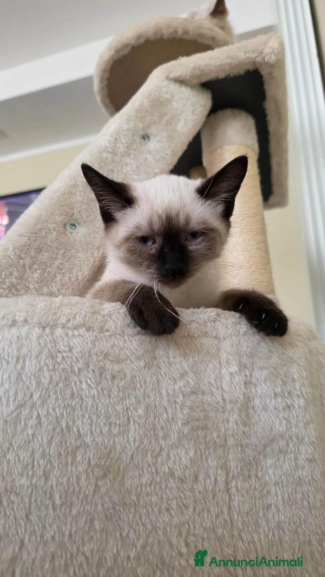 Siamese gatti in vendita: Vendo sorelle siamesi seal point a Provincia di Alessandria - Annuncio 2