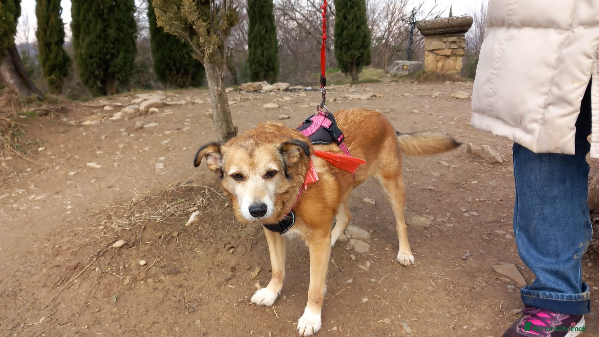 Meticcio cani chanel - Annuncio 17