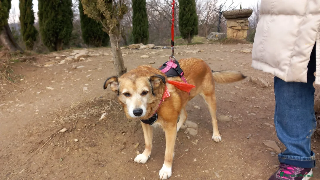 Meticcio cani in regalo: chanel - Annuncio 1