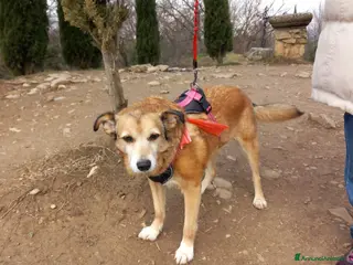 Meticcio cani chanel - Annuncio 24