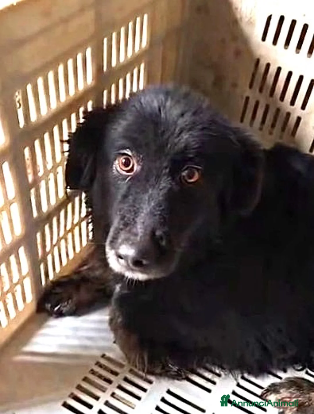 Meticcio cani in regalo: AsADIZ.DEL💔:mammina buttata inbox,brava contutti  - Annuncio 1