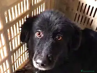 Meticcio cani AsADIZ.DEL💔:mammina buttata inbox,brava contutti - Annuncio 26