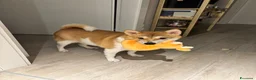Shiba Inu cani in vendita: Vendo coppia Shiba Inu madre e figlia - Annuncio 6