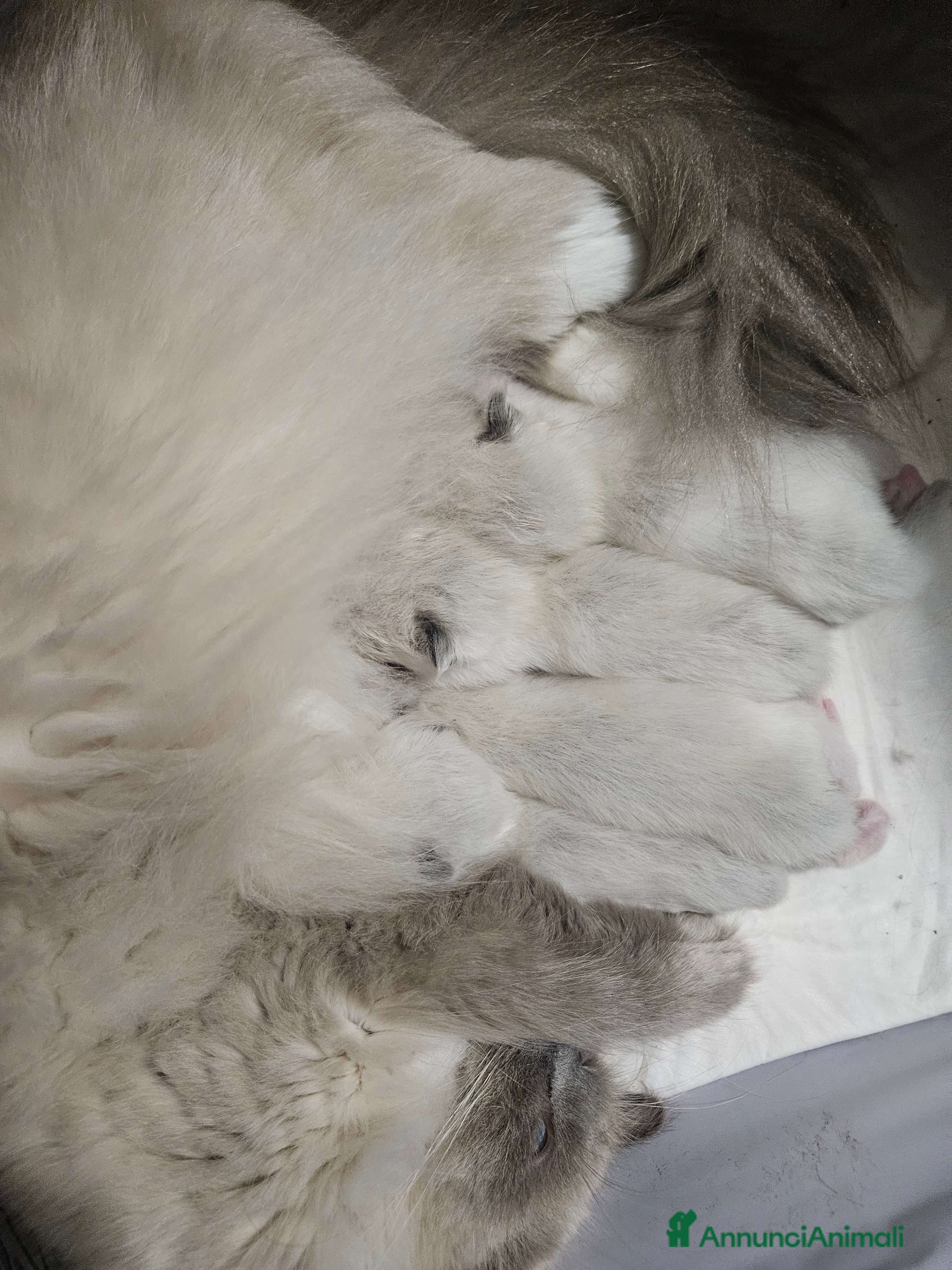 Ragdoll gatti Stupenda cucciolata Ragdoll - Annuncio 30