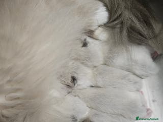 Ragdoll gatti Stupenda cucciolata Ragdoll - Annuncio 30