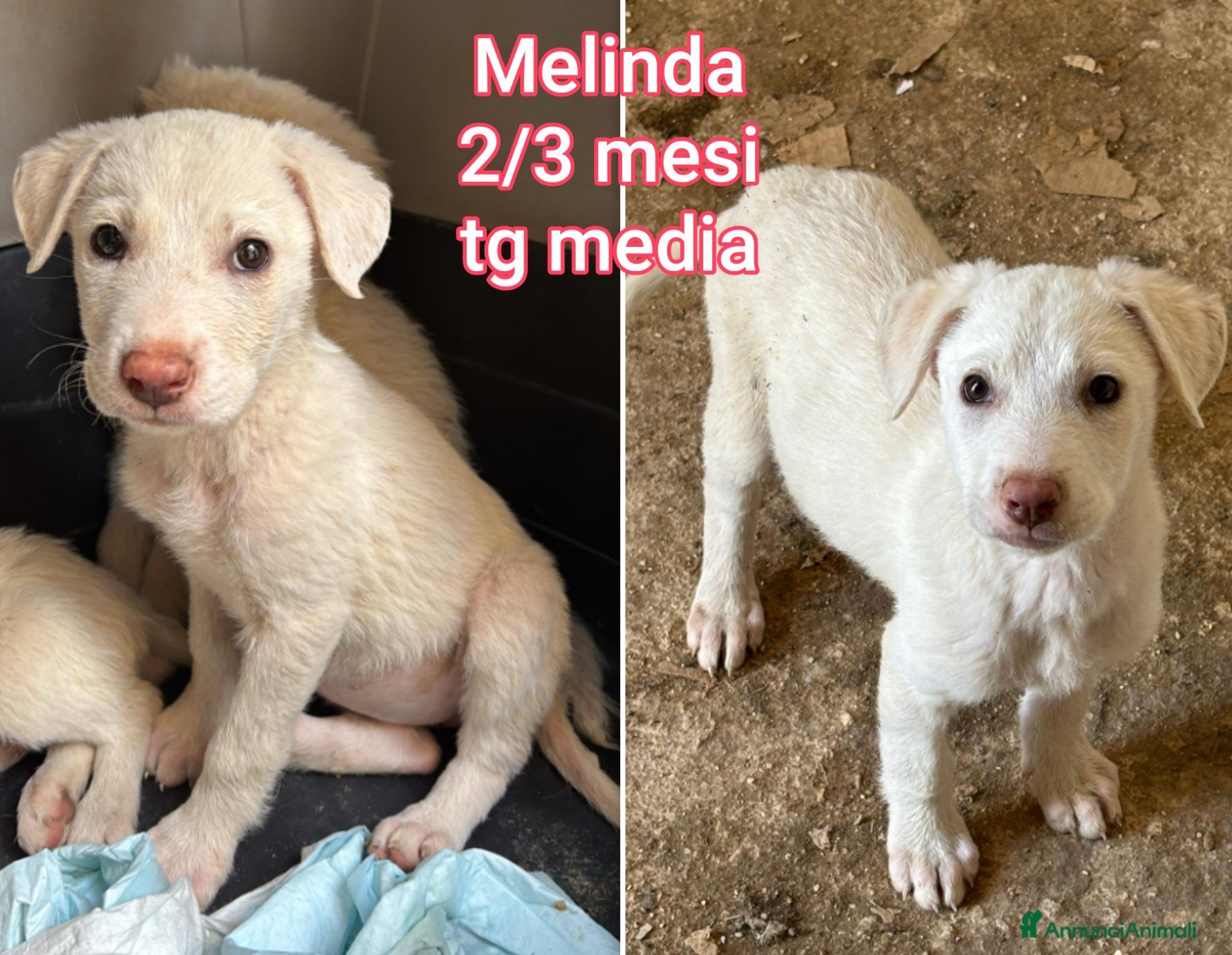 Meticcio cani CUCCIOLI BISOGNOSI CERCANO AMORE  - Annuncio 20