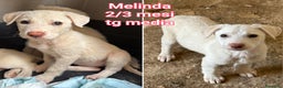 Meticcio cani in regalo: CUCCIOLI BISOGNOSI CERCANO AMORE  - Annuncio 1