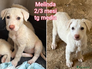Meticcio cani CUCCIOLI BISOGNOSI CERCANO AMORE - Annuncio 1