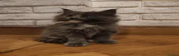 Maine Coon gatti in vendita: Meravigliosa Maine coon certificata afsi  - Annuncio 1