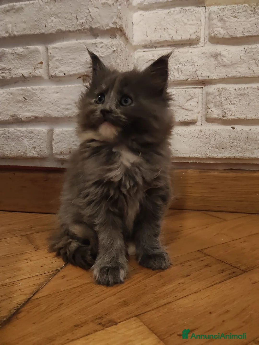 Maine Coon gatti in vendita: Meravigliosa Maine coon certificata afsi  - Annuncio 1