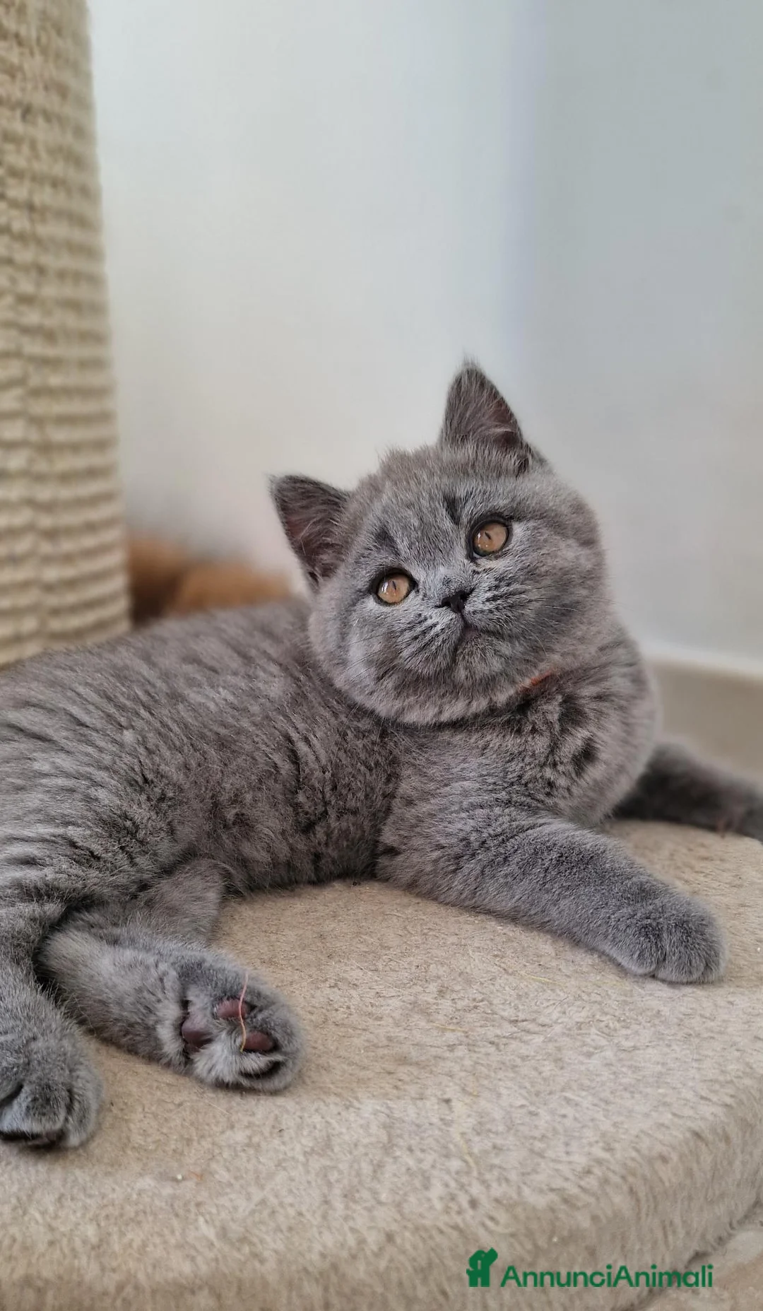 Scottish gatti in vendita: Scottish  - Annuncio 2