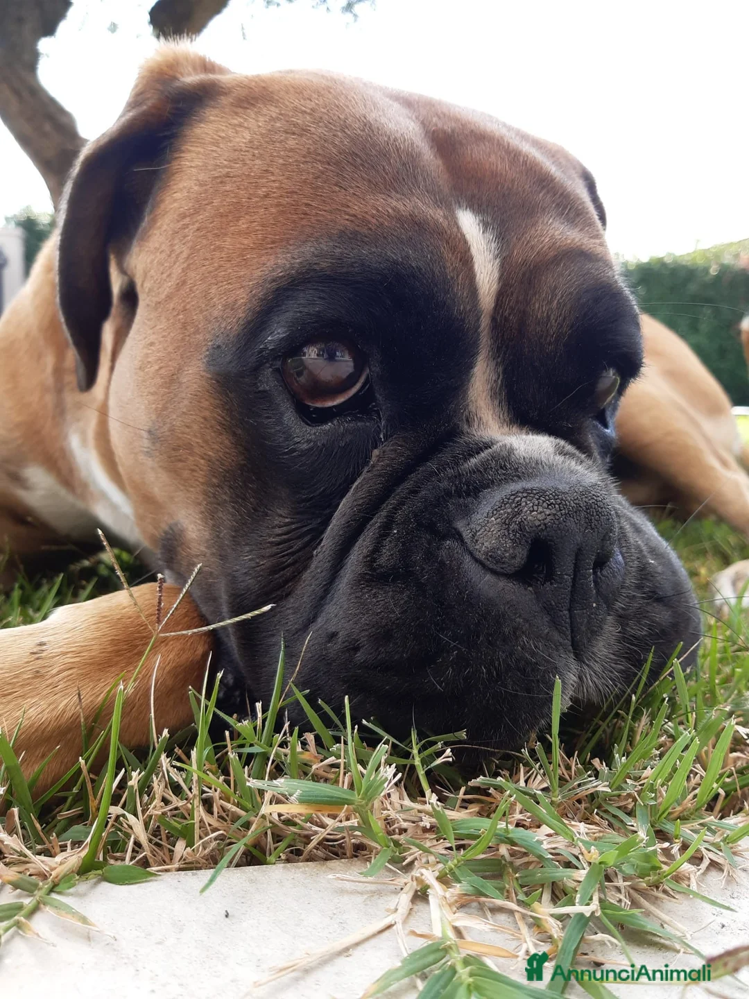 Boxer cani in vendita: Regalo Boxer fulvo di 8 anni a Provincia di Vicenza - Annuncio 2