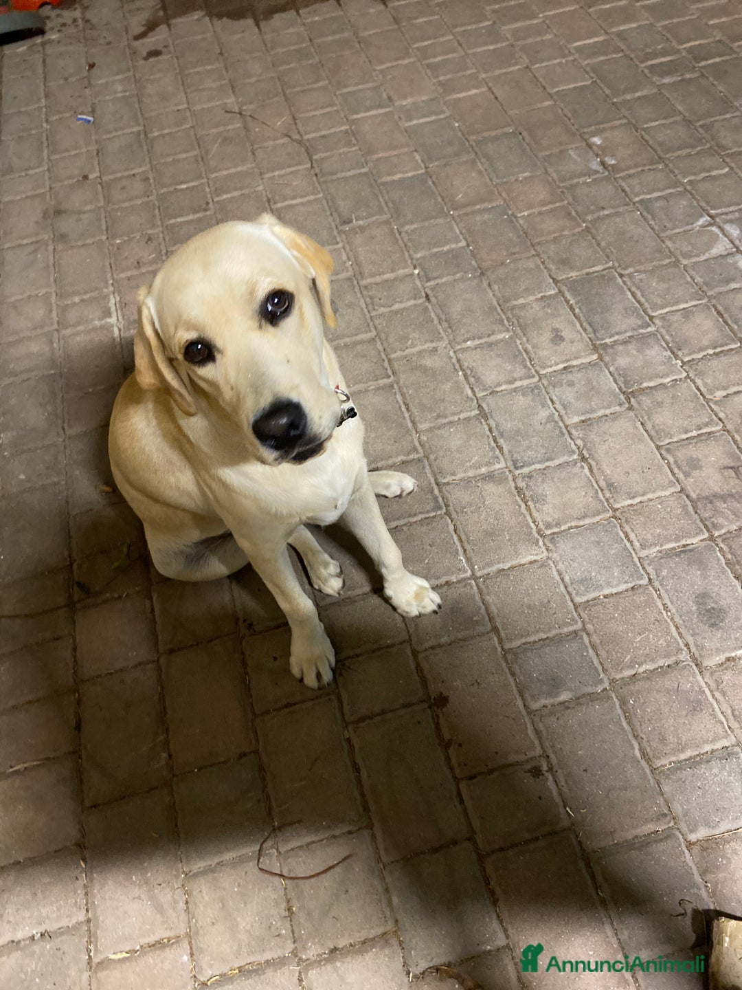 Golden Retriever cani in vendita: Labrador retriever  - Annuncio 3