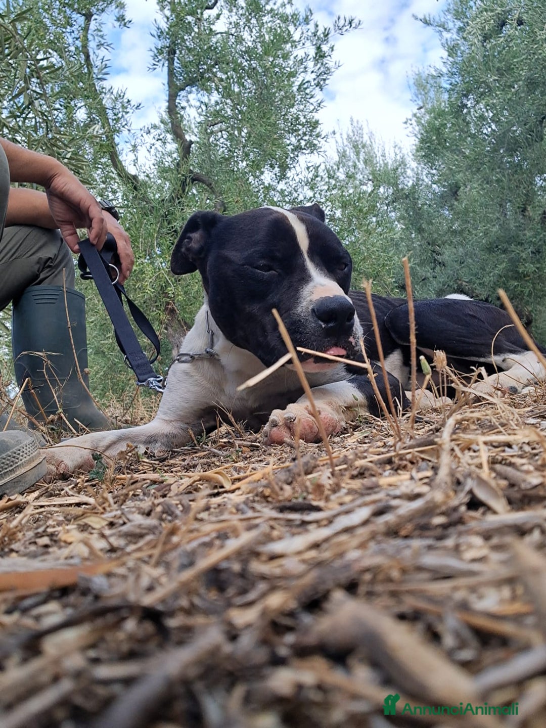 Meticcio cani in regalo: CHICCO - mix Pit/Amstaff bianco e nero, giovane - Annuncio 3