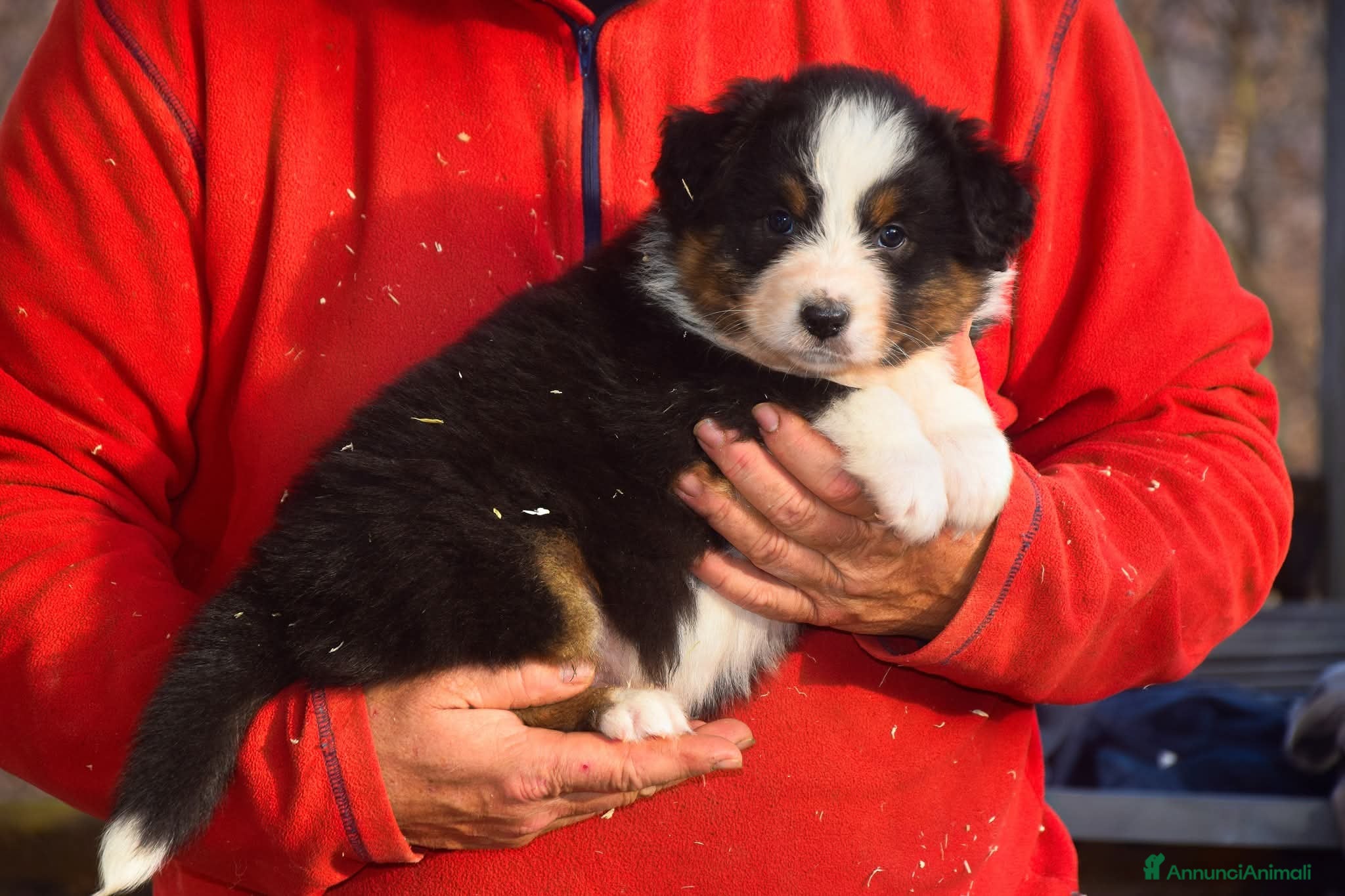 Australian Shepherd cani Cuccioli di pastore australiano  - Annuncio 17