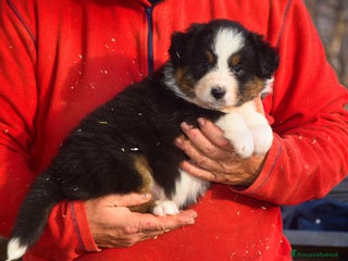 Australian Shepherd cani Cuccioli di pastore australiano - Annuncio 12