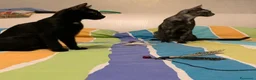 Meticcio gatti in regalo: Mea, micina deliziosa, quasi 4 mesi  - Annuncio 3