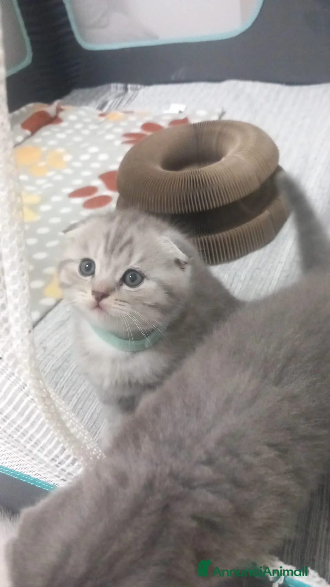 Scottish gatti in vendita: Cuccioli scottish fold e straight  - Annuncio 8