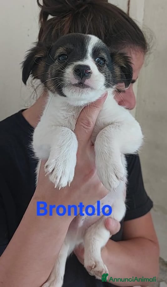 Meticcio cani Brontolo  - Annuncio 17
